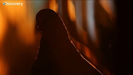 Why Mike Tyson Loves Pigeons