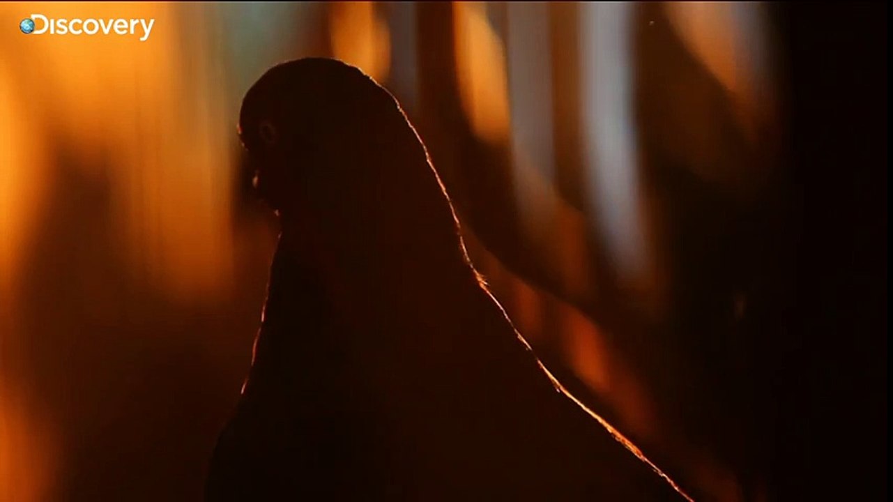 Why Mike Tyson Loves Pigeons