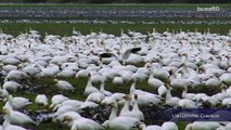 1 Million Population Snow Goose Bird Natural Beauty