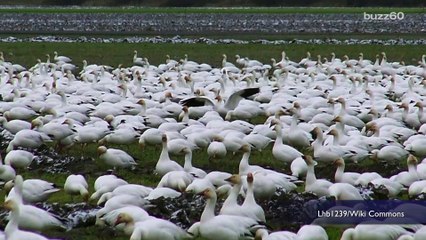1 Million Population Snow Goose Bird Natural Beauty