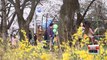 Weather: 2016 Yeouido Cherry Blossom Festival