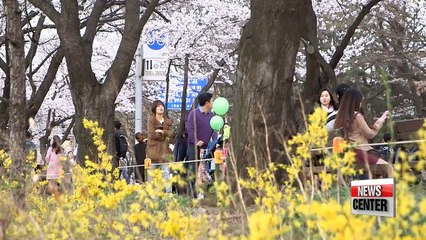 Weather: 2016 Yeouido Cherry Blossom Festival
