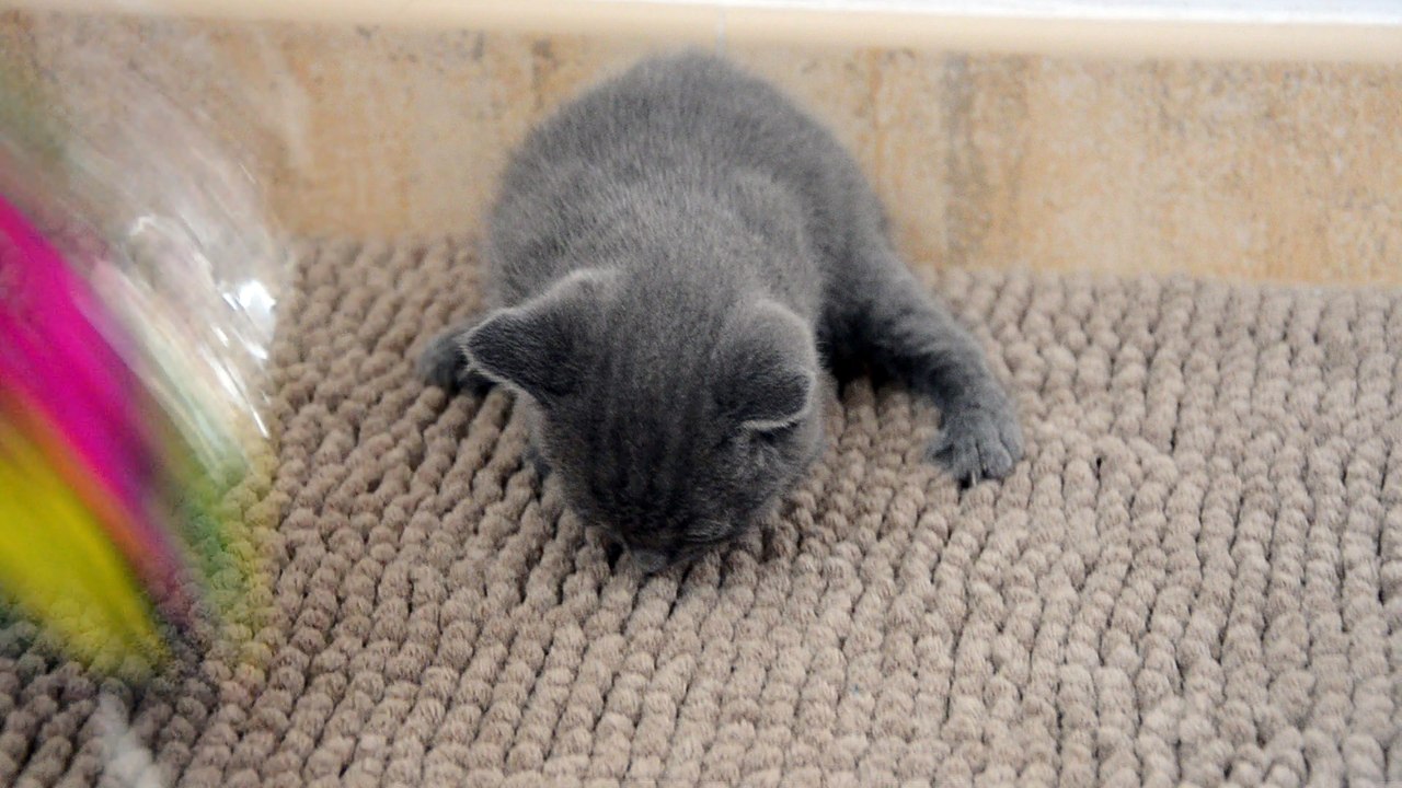 Chaton Chartreux Male 2 Iliade 01/03/16 des Rives d'Estaing