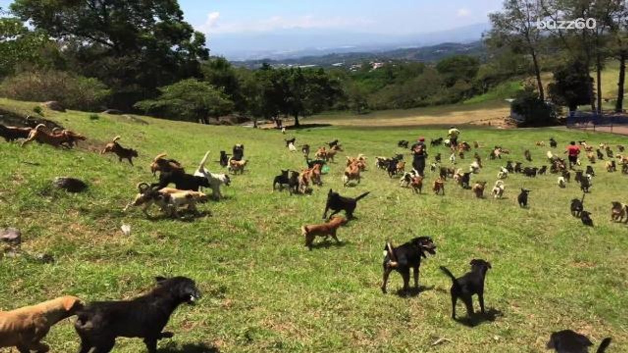 'Land of the Strays' is home to 900 dogs and you can visit and adopt them