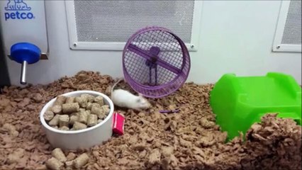 Un rat anarchiste refuse d'utiliser sa roue