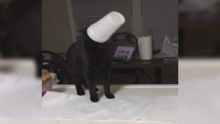 Cat Dumps Milk on Head