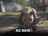 C'est l'heure du bain pour ce gros panda !