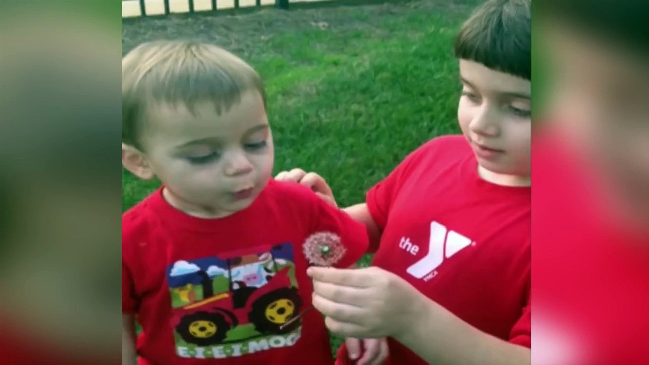 Dandelion Make A Wish Prank Be Careful When Wishing On Dandelions