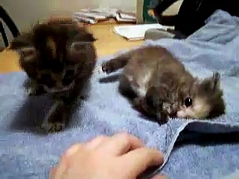 kitty play