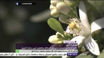 ‫#‏شاهد‬ مظاهر الاحتفال بموسم جني زهر البرتقال وتقطيره في ‫#‏تونس‬