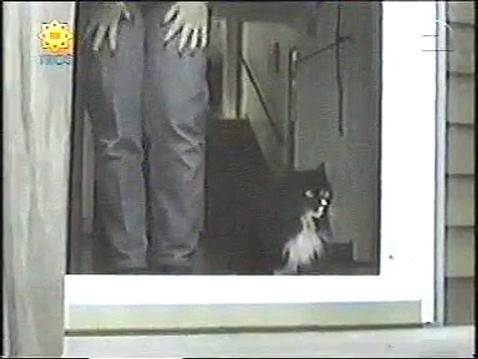 Cats Door