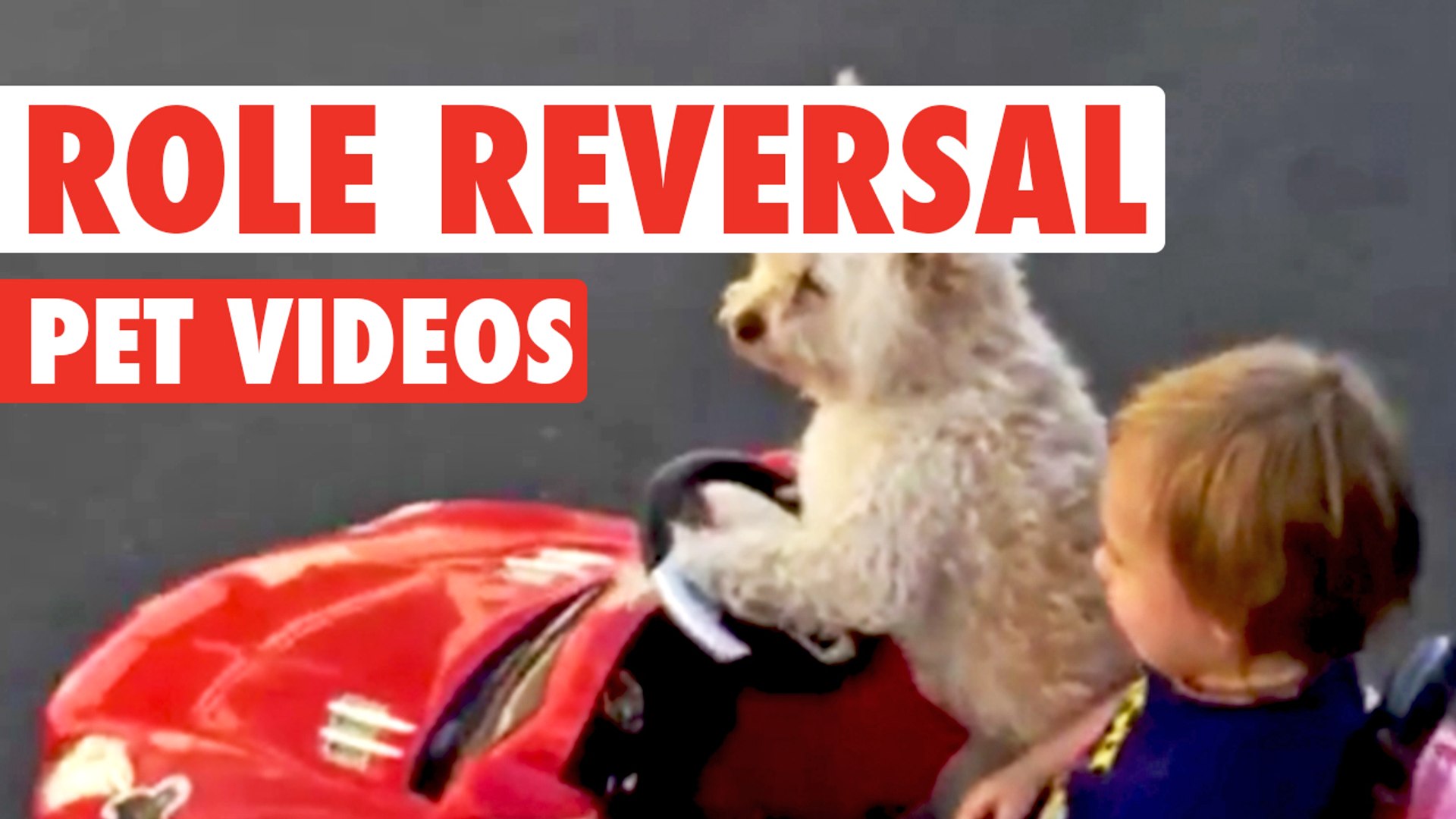 Role Reversal Pets || Funny Pet Compilation