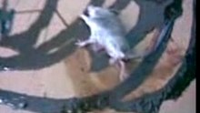 LA CHASSE AU SOURIES