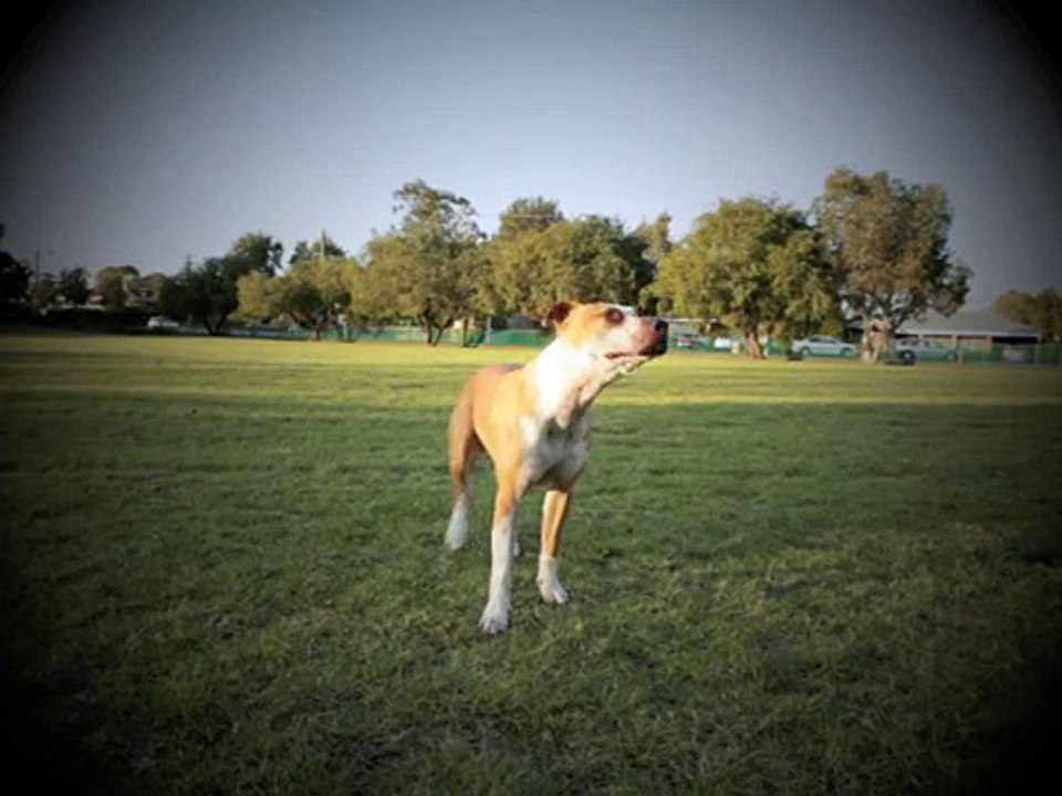 Oscar with his Ball