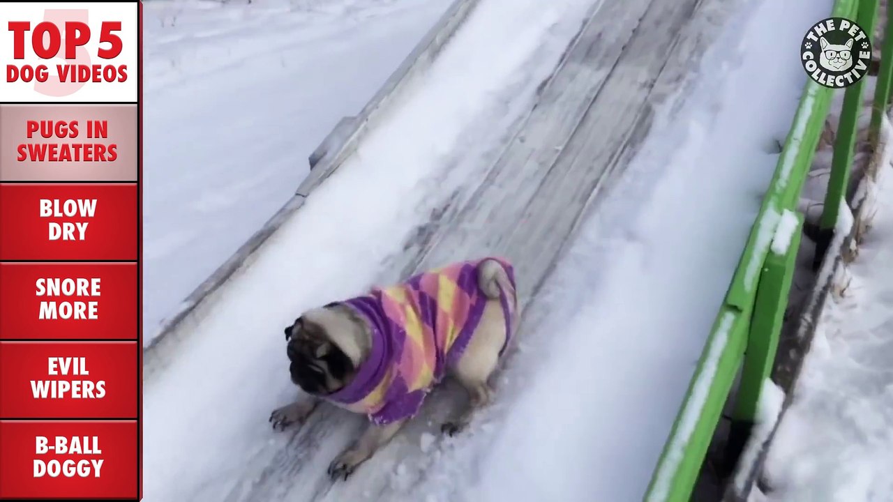 Top 5 Funny Dogs Compilation