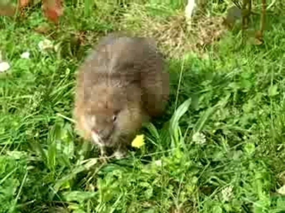 Willard en plein repas