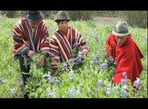 INIAP Resumen Primera Feria de Intercambio de Semillas de Cereales Alausí, Chimborazo, Ecuador