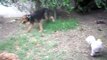 Airedale Terrier jugando con Caniche Toy