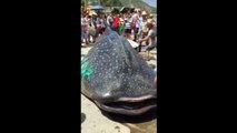 Full Video Alive giant whale shark chopped into pieces for market (GRAPHIC CONTENT)