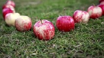 Haflinger Apples Celebrate Autumn