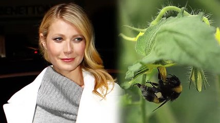 Gwyneth Paltrow has been Stung by Bees for Beauty