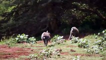 Baboons Chasing each other (Lake Manyara)