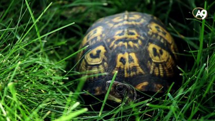 Fosil örnekleri: Sürüngenler
