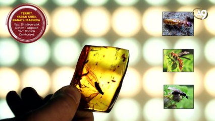 Fosil örnekleri: Amber fosiller