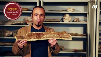 Fosil örnekleri: Balıklar