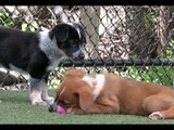 A Pack of Australian Shepherd Pups Play at the Shelter