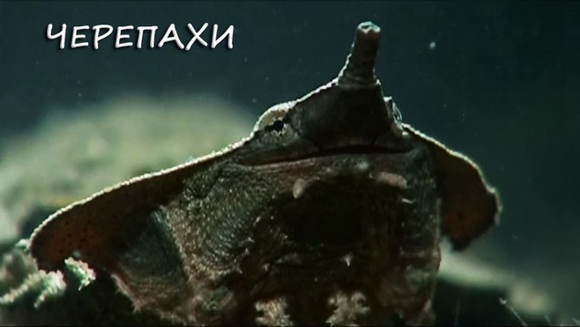 Черепахи. Чем меньше, тем лучше (2016)