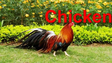 Dạy bé cách đọc và viết tiếng anh một số thú cưng trong gia đình HD