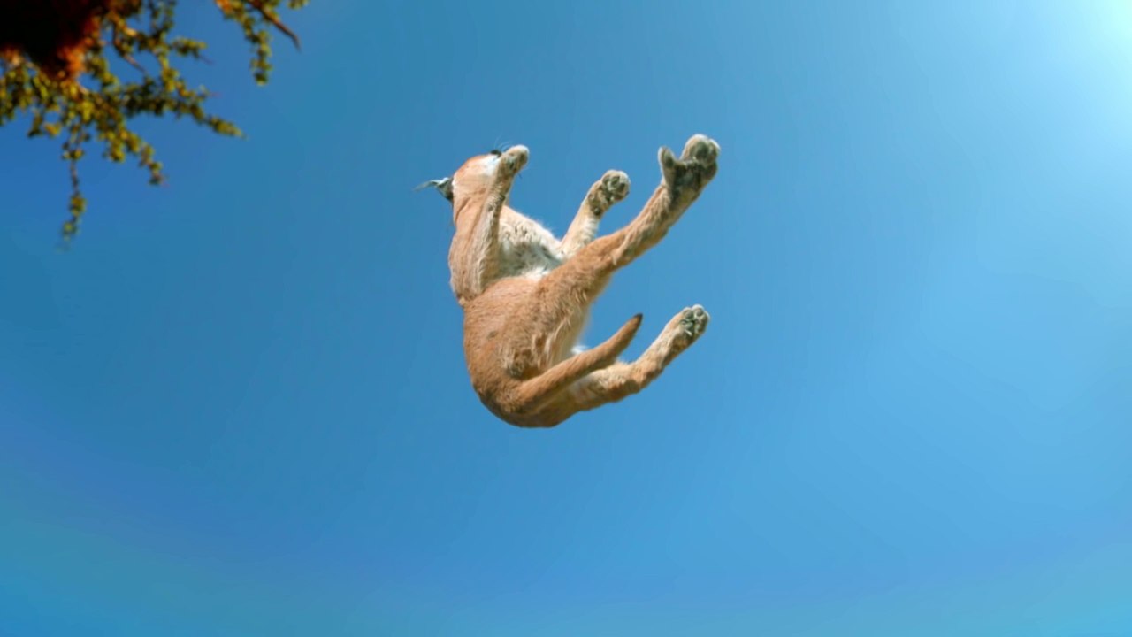 Comment les chats retombent sur leur pattes ? Vidéo en slow motion !