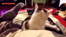 Funny Cats and Parrots Compilation 2016-Funny Animals-[kenh giai tri]