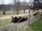 Il s'aperçoit que ce cheval a un comportement bizarre. Mais lorsqu'il se rapproche... Wow !