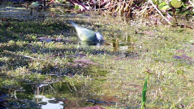 Free Video: Bull Finch, arden birds, bird song, gold finch. Category: Animals.