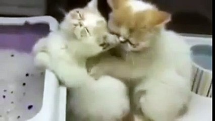 Кот делает массаж кошке