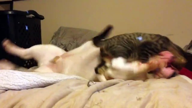 Вольная борьба. Смешные приколы кошки собаки