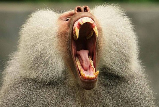 BBC | Vahşi Doğa: Çeteler ve Gruplar - Krallar ve Kraliçeler