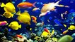 BBC | Vahşi Doğa: Denizler - Toplu Yaşayanlar