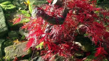 Autumn Colours October 2012