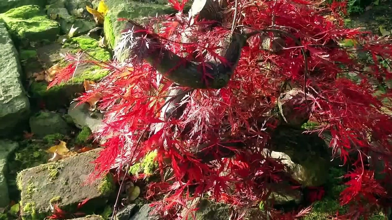 Autumn Colours October 2012