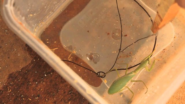 Horsehair Worm Parasites Release From Dying Praying Mantis