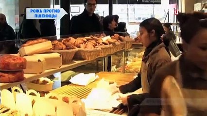 Рожь против пшеницы. Без обмана