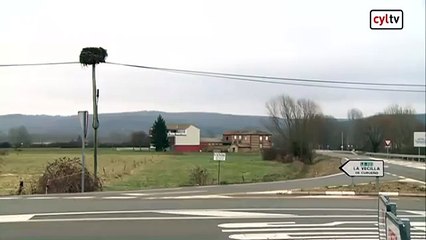 Investigan la muerte de seis parejas de cigüeñas blancas abatidas a tiros