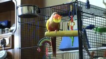 Parrot/Conure playing with cat ball