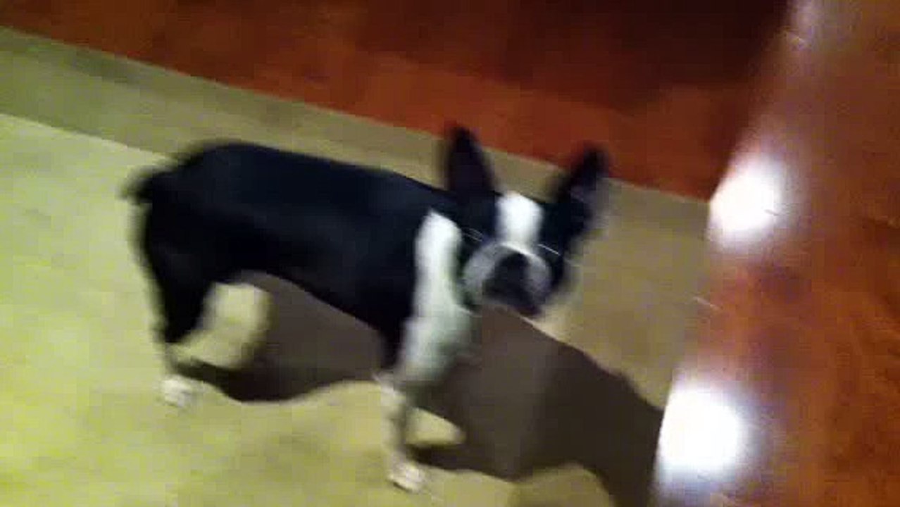 Boston Terrier Tricks