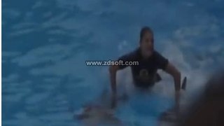 dolphins show