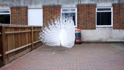 Un paon magnifique ouvre sa queue en grand : Incroyable