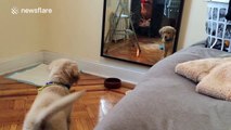 Puppy reacts hilariously to seeing reflection for the first time